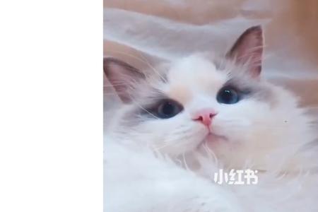 养猫心得经典语录