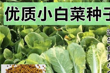 小白菜种子种植方法