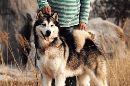 雪橇犬一次能拉多重