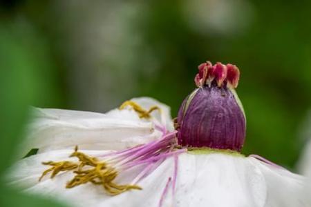 残花败蕊的意思