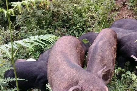 跑山猪和野猪的区别