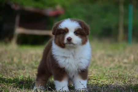 迷你澳牧犬优缺点