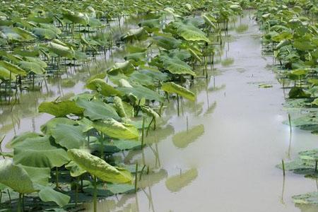 藕田种植太密有什么坏处