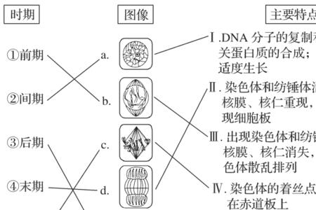 无丝分裂的特点和实例