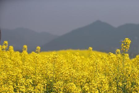 菜籽花开了是什么意思