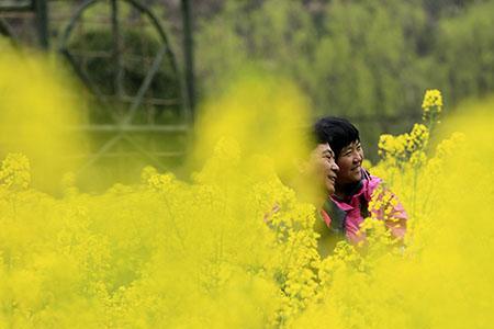 花开满眼春代表什么动物