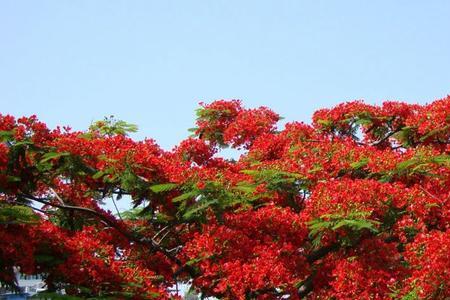 鲁北地区能种凤凰树吗