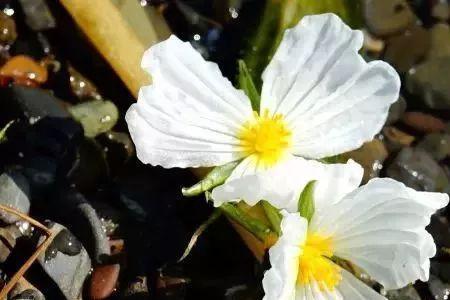 杨花在什么季节开