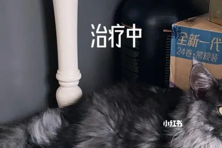 6个月大的缅因猫一天吃多少