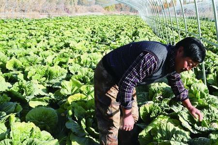 种100亩青菜成本多少