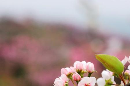 青莲桃花节门票多少