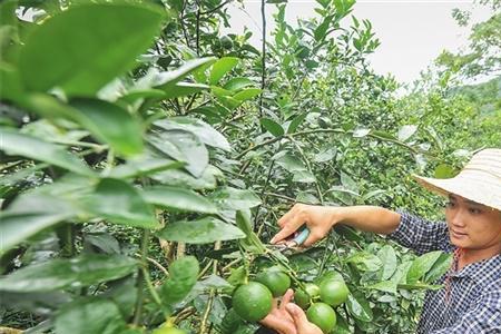 柠檬种植距离多少米