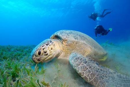 海里面的乌龟和水里面有啥不同