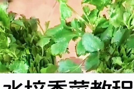 水养香菜的正确方法