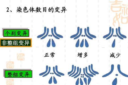 不同胚乳中染色体数目是否相同