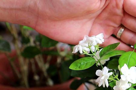 为什么茉莉花有花苞了还不开花