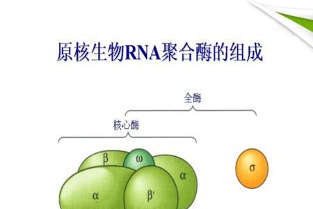 rna能被什么酶彻底水解