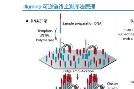 切片基因测序什么意思