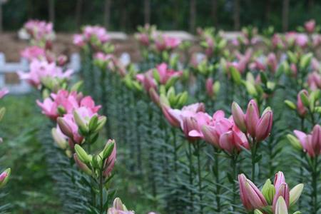 百合花的故乡