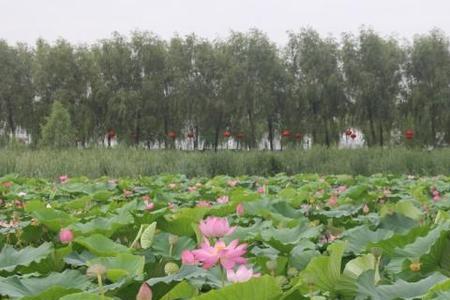 铁岭2022年莲花湖湿地要门票吗