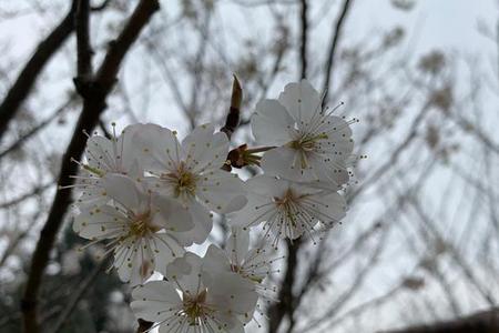 樱花正灿雾尽风暖什么意思