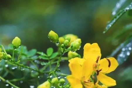 叶落风雨声的意思