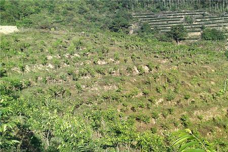 四川达州可以种植沉香树吗