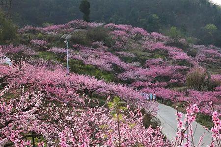 漯河十五里桃花节共几天