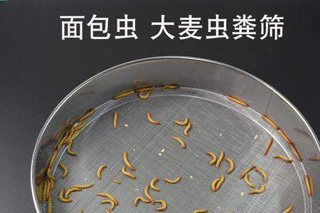 九龙虫多久清理粪便