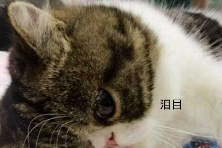 绝育公猫野外能生存吗