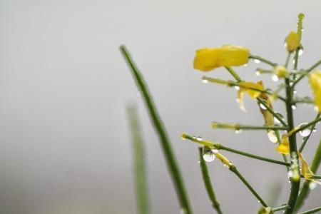 毛风细雨是不是成语