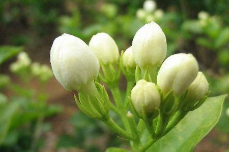 茉莉花江苏能露天越冬吗