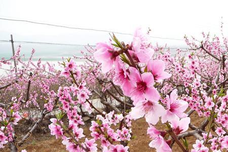 万紫千红四海为家什么意思