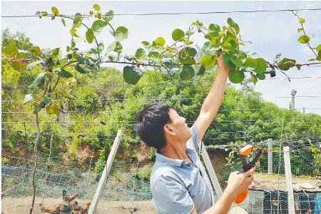 红泥适宜种稙那种果树