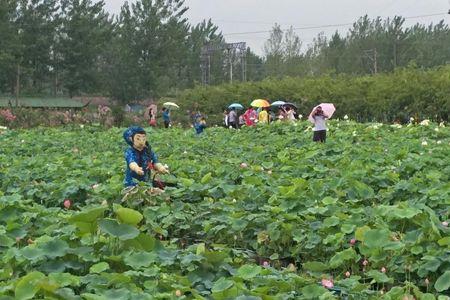 小河里怎么种荷花