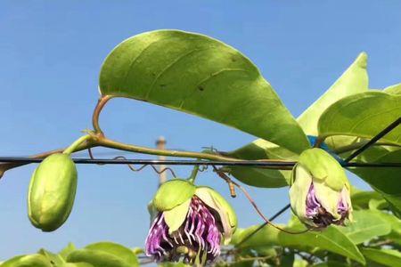 金蜜百香果开花授粉结果的过程