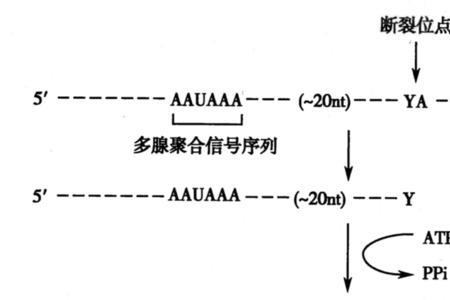 真核rna的结构特点