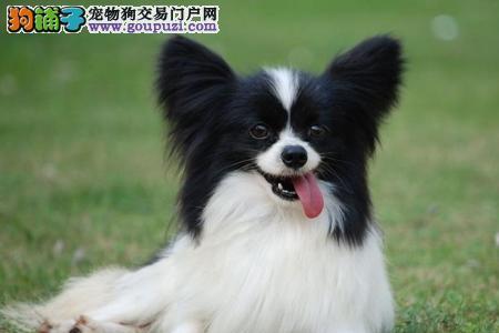 一个多月的蝴蝶犬可以吃猫粮吗