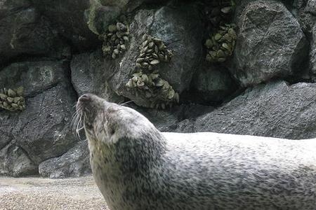 海豹人工染色怎么选