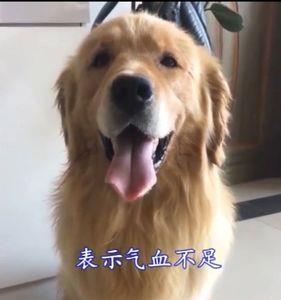 狗狗舌断了怎么办