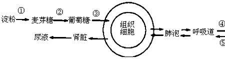 人的生理过程有哪些系统参与