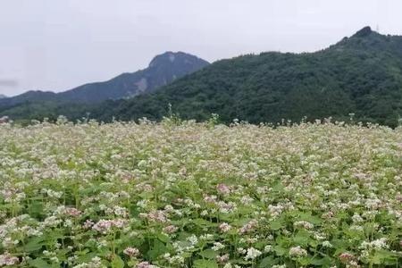 什么的荞麦填空