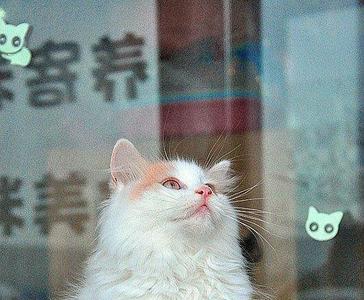 乳白高地长毛猫是什么品种