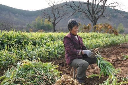 家里姜长得旺盛代表什么