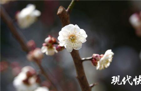 黄香梅花品种大全