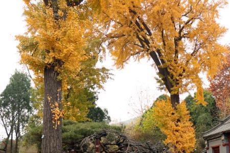 泰山天驹寺可靠吗