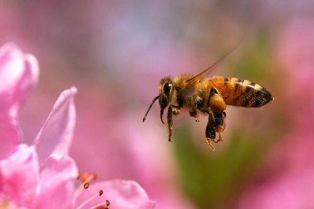 昆虫记舍腰蜂赏析