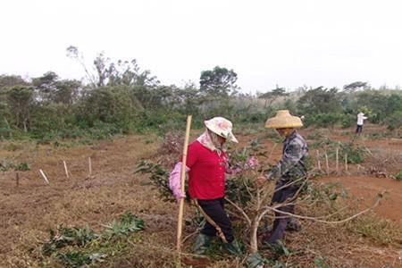 荔枝苗种下用不用马上修剪