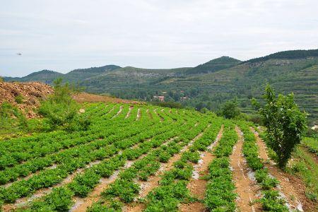 厘土地是什么意思