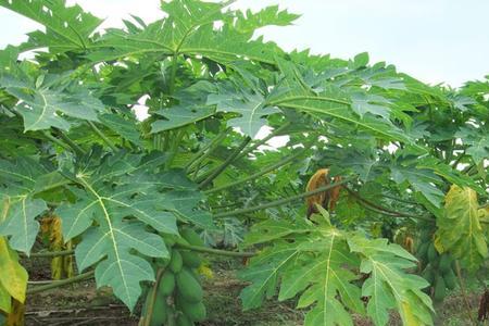 缅甸木瓜的种植方法